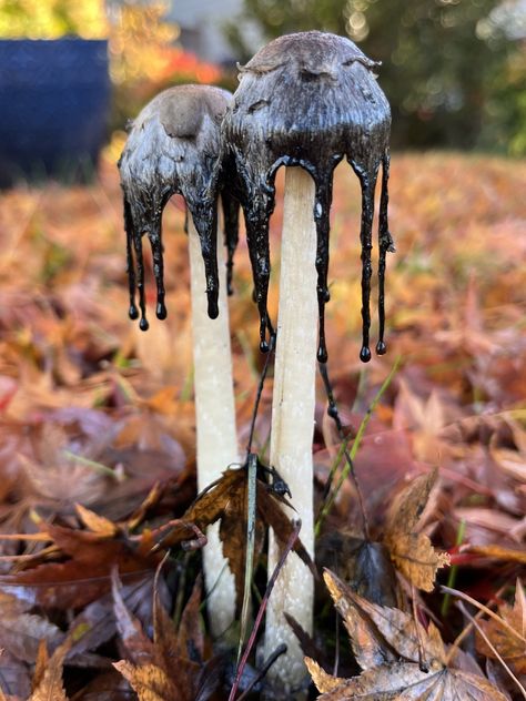 Ink Cap Mushroom, A Sense Of Place, The Suburbs, Sense Of Place, To Look, That Look, Look At, Stuffed Mushrooms, Halloween