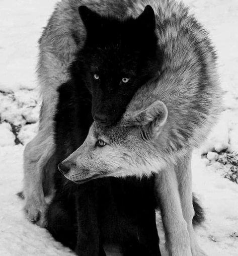 Falco Pellegrino, Lup Singuratic, Werewolf Aesthetic, Wolf Photography, Wolf Photos, Wolf Spirit Animal, Wolf Love, Wolf Pictures, Wolf Spirit