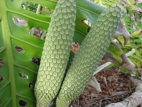 Monster Fruit Monster Fruit, Weird Fruit, Low Carb Soup Recipes, Monstera Plant, Growing Fruit, Monstera Deliciosa, Plant Cuttings, Fruit Plants, Exotic Fruit