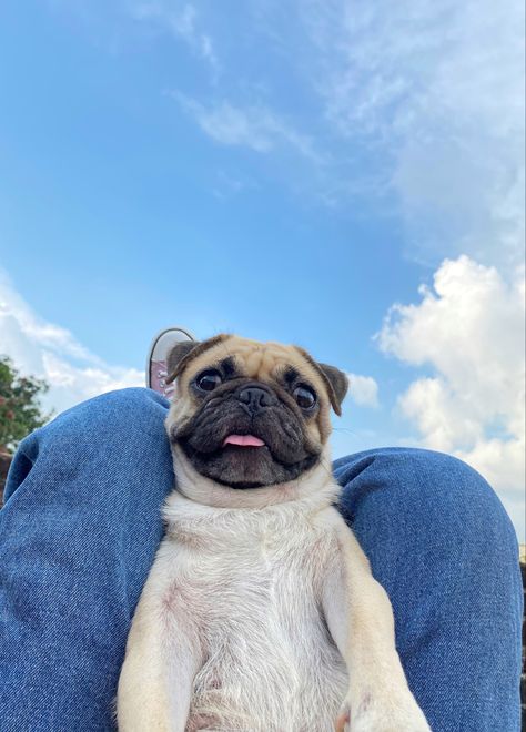 Beautiful sky and lovely #pug girl (Butu) Pug Aesthetics, Funny Pug Videos, Pug Wallpaper, Baby Pugs, Pug Pictures, Cute Small Animals, Terrier Puppies, Pug Puppies