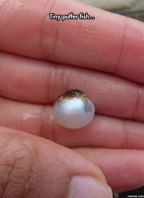 Tiny puffer fish http://funphotololz.com/random/tiny-puffer-fish/ Puffer Fish, Baby Animals Funny, Cute Creatures, Adorable Baby, Cute Little Animals, Sea Animals, Animal Memes, 귀여운 동물, Cute Funny Animals