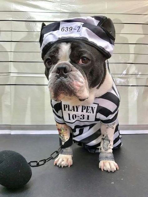 #costumefrenchie #costumefrenchbulldog #frenchbulldog #frenchie French Bulldog Halloween Costumes, Bulldog Halloween Costumes, Puppy Halloween Costumes, Cute Dog Costumes, Boston Terrier Funny, Pet Halloween Costumes, Boston Terrier Puppy, Boston Terrier Dog, Dog Halloween Costumes