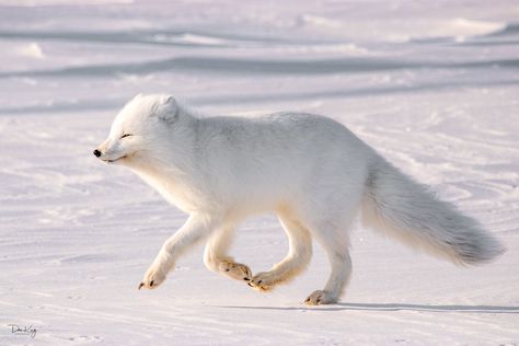 Nature Aesthetic Animals, Photo Compilation, Fox Running, Fox Photo, Aesthetic Animals, Fox White, Animals Tattoo, Arctic Fox, White Fox