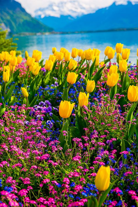 Tulips of Switzerland, Spring time, flowers with the Swiss Alps in the background, Lake Geneva Gardening Supplies, Tulips Garden, Tapeta Galaxie, Yellow Tulips, Lake Geneva, Spring Aesthetic, Swiss Alps, Alam Yang Indah, Flowers Nature