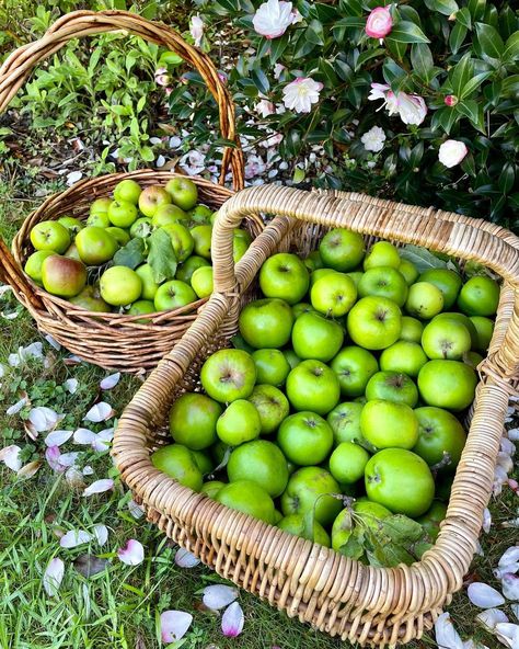 Granny Smith Apple Tree, Tiny Orchard, Old Apple Tree, Apple Plant, Granny Smith Apple, Garden Diary, Harvest Basket, Berry Picking, Anzac Day