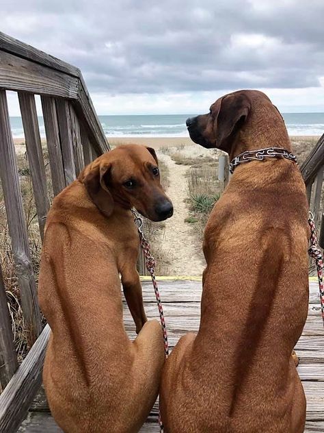 African Ridgeback Dogs, Rhodesian Ridgeback Puppy, Rodisian Ridgeback, Rodesien Ridgeback, Rodhesian Ridgeback, Ridgeback Puppy, Images Of Dogs, Rhodesian Ridgeback Puppies, Ridgeback Dog