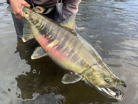 Salmon Species, Chum Salmon, Pacific Salmon, Monster Fishing, Salmon River, Different Fish, Fishing Techniques, Salmon Fishing, Dark Photography