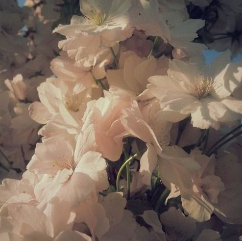 Ivory Aesthetic, Peace Aesthetic, The Last Hours, Last Hours, Aesthetic Flowers, Nothing But Flowers, Pfp Aesthetic, Themes Photo, Pretty Landscapes