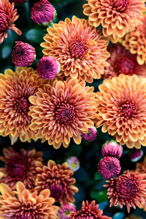 Fall Pink Flowers, Fall Color Flowers, Fall Flowers Background, Autumn Flowers Garden, Fall Flowers Aesthetic, Fall Flowers Wallpaper, Fall Greenhouse, Fall Annuals, Fall Blooming Flowers