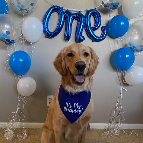 Dogs Birthday pictures, Golden Retriever, one year old. One Year Dog Birthday, 1 Year Puppy Birthday, First Puppy Birthday, Puppy Birthday Ideas For Dogs, Dog's First Birthday, Golden Retriever 1st Birthday, Dog’s Birthday Ideas, Dog One Year Birthday, Golden Retriever First Birthday