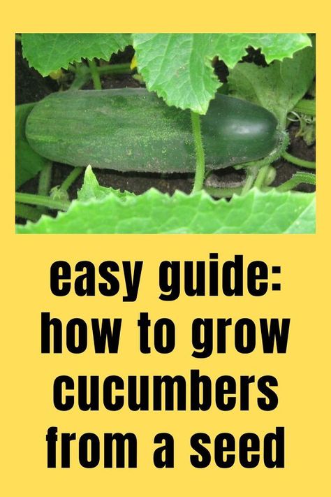 From cucumber varieties and starting the seeds to sowing in the ground and harvesting, this guide will teach you everything you need to know about how to grow cucumbers from seed. Cucumber Seeds Starting, Growing Cucumbers From Seed, Fire Pit Rustic, Concrete Bbq, How To Grow Cucumbers, Patio Planting, Grow Cucumbers, Plant Parenting, Cucumber Gardening