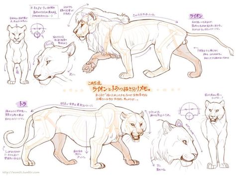 How to draw lions and cougars/mountain lions! Lion Anatomy, Feline Anatomy, Lion Sketch, Cat Anatomy, Lion Drawing, Cat Reference, Big Cats Art, Animal Study, Types Of Animals