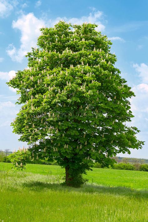 Chesnut Tree, Tree With White Flowers, White Flowering Trees, Chestnut Tree, White Blossom, Chestnut Trees, Human Anatomy Art, Old Trees, Scenery Nature