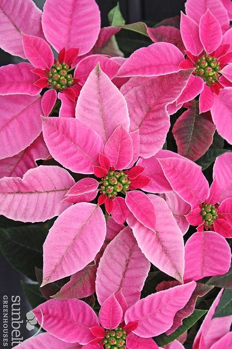 Poinsettia princettia dark pink Pointsetta Flower, Pink Poinsettia, Poinsettia Plant, Flower Guide, Dark Flowers, Holiday Painting, Plant Photography, Poinsettia Flower, Christmas Poinsettia