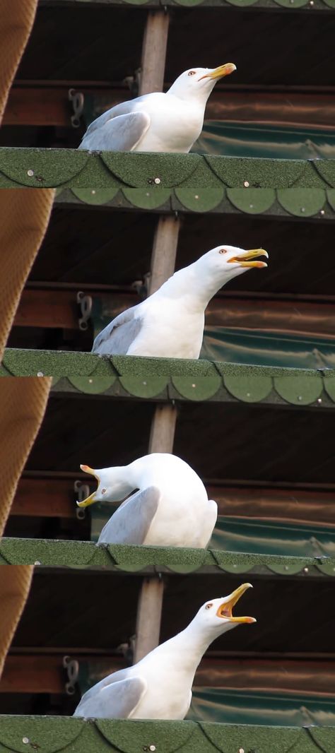 Inhaling Seagull: Image Gallery | Know Your Meme Carmen Sandiago, Blank Memes, Steven Universe Memes, Carmen Sandiego, Memes Br, Christian Humor, Christian Memes, Memes Humor, Memes Kpop