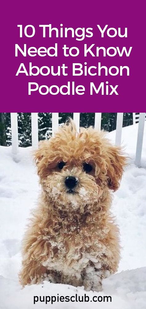 bichon-poodle-mix-dog-breed Raising Puppies, Poochon Dog, Bichon Poodle Mix, Poochon Puppies, White Dog Breeds, Bichon Poodle, Best Small Dog Breeds, Shih Poo Puppies, Poodle Mix Breeds