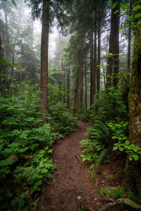 Best Things to Do Oregon Coast Astoria Oregon Aesthetic, Wandering Aesthetic, Portland Forest, Drawing Environments, Astoria Column, Oregon Coast Roadtrip, Manzanita Oregon, Oregon Aesthetic, Oregon Trees