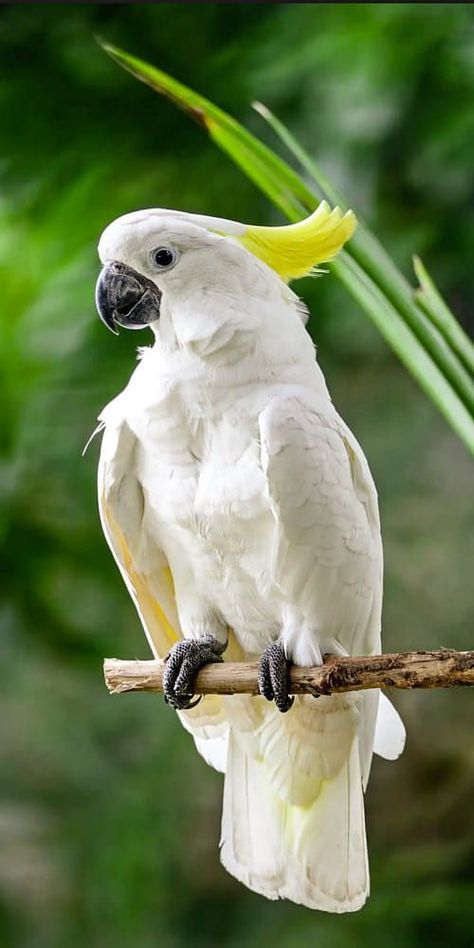 Burung Kakatua, Regard Animal, Beautiful Kittens, Australian Birds, Parrot Bird, Australian Animals, Tropical Birds, Pretty Birds, Colorful Birds