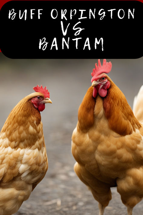 Big Bird Or Mini Marvel? 🐔🔍 "Buff Orpington Vs Bantam" - dive into the details and decide which feathered friend fits your coop dreams. Click for a fluffy read on these clucking contrasts! #BuffOrpingtonVsBantam #ChickenBreedBattle #PoultryProfiles #BackyardChickens #FeatheredFaceoff #HenHouseChoice #CoopCompanions #FarmFowl #EggLayingLifestyle #ChookChart #OrpingtonOrBantam #FeatheredComparison #CountryBirds #BantamBenefits #BuffBeauty #MiniatureMarvels #RuralRundown #FlockFacts Bantam Chicken Coop, Buff Orpingtons, Buff Orpington, Bantam Chickens, Chicken Eating, Backyard Flocks, Egg Laying, Chicken Breeds, Big Bird