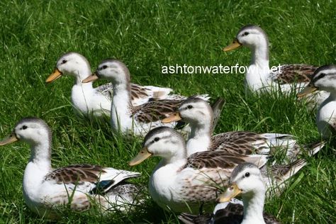 Duck Breeds | Young Miniature Appleyards Appleyard Ducks, Duck Enclosure, Call Ducks, Bantam Breeds, Keeping Ducks, Duck Breeds, Indian Miniature, Pet Ducks, Duck House