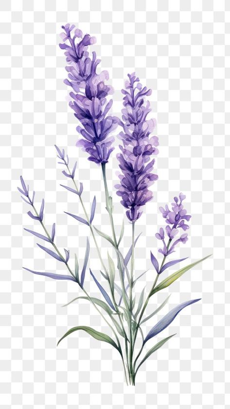 Pictures Of Lavender Flowers, Lavender Plant Painting, Lavender Plant Aesthetic, Lavender Flowers Aesthetic, Lavender Flower Aesthetic, Lavender Plant Drawing, Lavender Flower Drawing, Draw Lavender, Lavender Images