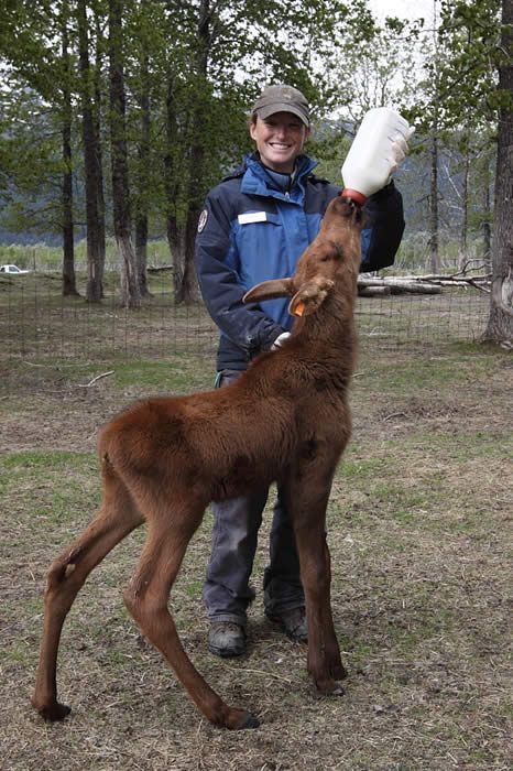 Vet School Motivation, Wildlife Biology, Moose Pictures, Vet Life, Cold Lake, Alaska Wildlife, Conservation Biology, Wildlife Rehabilitation, Wildlife Biologist