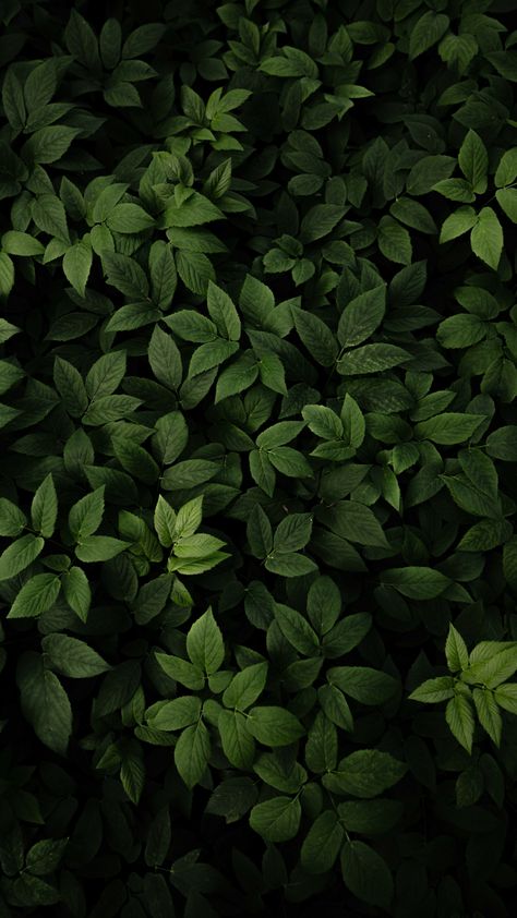 Download green leaves, fresh and green, plants 2160x3840 wallpaper, 4к, sony xperia z5 premium dual, 2160x3840 hd image, background, 28168 Rain Wallpapers, Western Wallpaper Iphone, Scenic Wallpaper, 2160x3840 Wallpaper, Plant Wallpaper, Diy Clothes Life Hacks, Nature Images, Green Aesthetic, Abstract Wallpaper