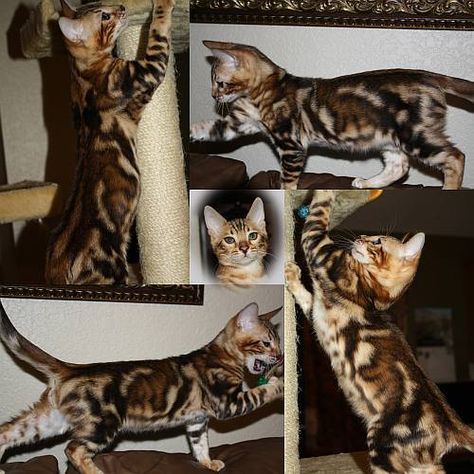 pictures of sheet marble bengals cats | Marbled Bengal Kitten image Marble Bengal Cat, Somali Cats, Bengal Cat Breeders, Bengal Cat Kitten, Toyger Cat, Cuddly Cats, Cat And Cloud, Yes And Yes, Asian Leopard Cat