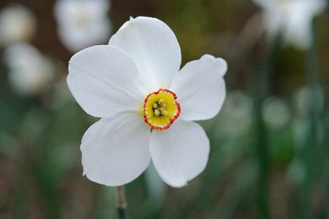 Narcissus Poeticus, Gardeners World, Attracting Beneficial Insects, Daffodil Bulbs, Daffodil Flower, How To Attract Birds, Spring Bulbs, Attract Butterflies, Birth Month Flowers