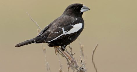 French Backyard, Lark Bunting, Grassland Habitat, Flight Feathers, White Wing, Dust Bowl, White Patches, White Wings, Sparrows