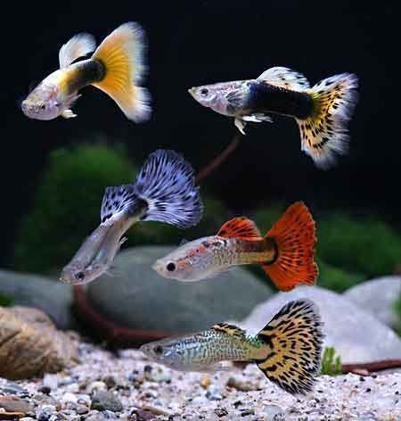 Tropical Fish Aquarium, Tropical Freshwater Fish, Tropical Fish Tanks, Pretty Fish, Guppy Fish, Fresh Water Fish Tank, Live Aquarium Plants, Tropical Aquarium, Freshwater Aquarium Fish