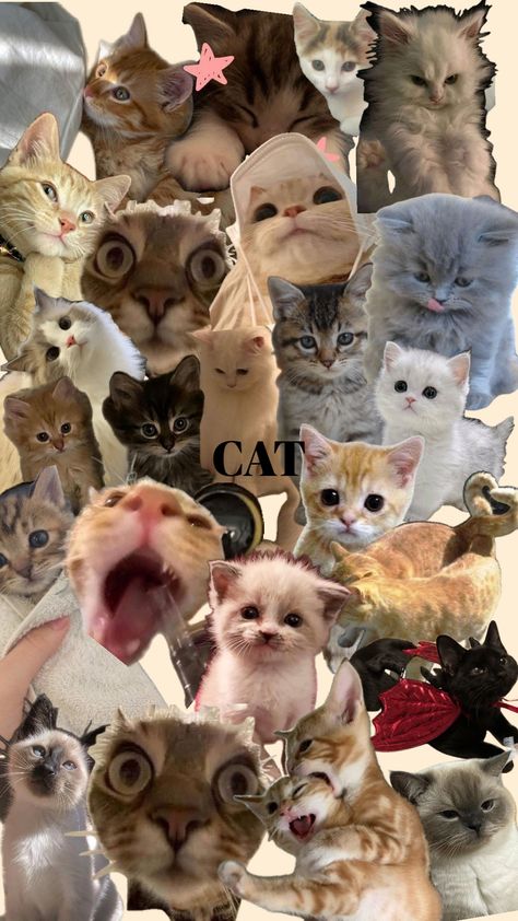 Phone Wallpaper Cat Funny, Duck Collage Wallpaper, Funny Mobile Wallpaper, Silly Cat Background, Meme Wallpaper Iphone Cat, Meme Cat Wallpaper Phone, Funny Collage Wallpaper, Funny Cat Pictures Wallpaper, Silly Cats Wallpaper