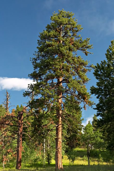 ponderosa pine 숲 사진, Ponderosa Pine, Conifer Trees, Beautiful Trees, Tree Seeds, Old Trees, Tall Trees, Forest Trees, Whitetail Deer