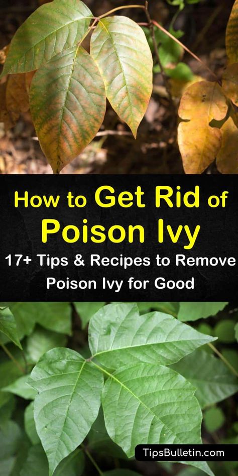 Poison Ivy Spray, Poison Ivy Killer, Poison Ivy Vine, Kill Poison Ivy, Weeding Tips, Poison Plants, Poison Ivy Plants, Poison Ivy Remedies, Poison Ivy Rash