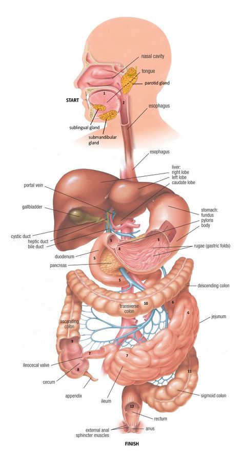 Body Anatomy Organs, Human Body Vocabulary, Digestive System Anatomy, Gi System, Nervus Vagus, Anatomy Organs, Human Digestive System, Sistem Pencernaan, Human Body Organs