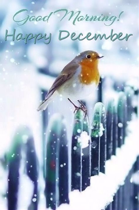 Good Morning Happy December                                                                                                                                                                                 More Animals Tattoo, Happy December, Winter Szenen, Winter Bird, Good Morning Happy, Snow Scenes, Pretty Birds, Little Birds, Happy Saturday