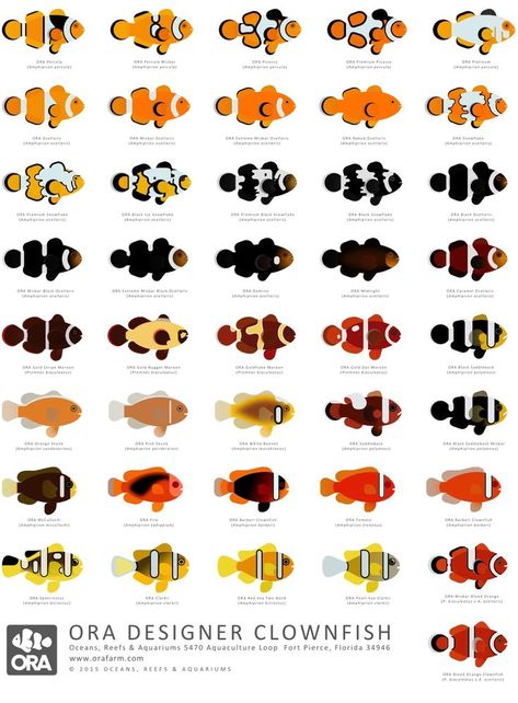 designer clownfish Saltwater Aquarium Design, Designer Clownfish, Marine Aquarium Fish, Marine Fish Tanks, Saltwater Aquarium Fish, Coral Reef Aquarium, Saltwater Fish Tanks, Salt Water Fish, Saltwater Fish