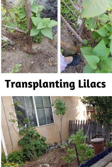 Transplanting Lilac Bush, Transplant Lilac Bush, White Lilac Tree, Lilac Bushes, Lilac Tree, Front Garden Landscape, Garden Help, Cut Flower Garden, Nature Garden