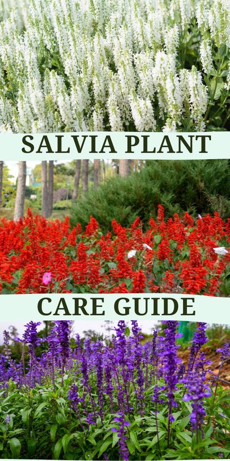 Salvia Plant Care Guide - Multigardening Salvia Plant Care, Gerbera Daisy Care, Salvia Plant, Desert Rose Care, Salvia Plants, Plant Care Guide, Sage Plant, Greenhouse Ideas, Basil Plant