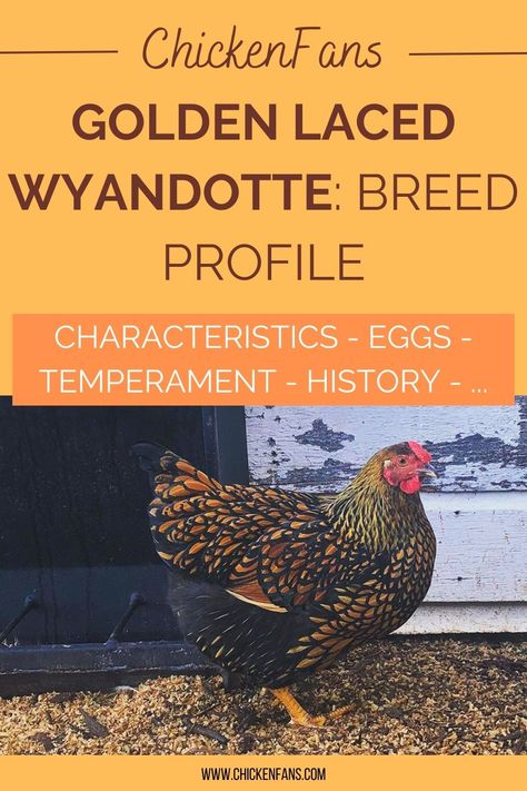 The Golden Laced Wyandotte is a stunning American chicken breed with a large round body and a scalloped pattern of gold with black lacing. They are gorgeous, hardy, docile, and pretty decent egg layers. We’ll take a closer look into the Golden Laced Wyandotte’s (GLW) characteristics and its colors, and learn all about its personality and egg-laying skills. Silver Laced Wyandotte Hen, Silver Laced Wyandotte Chickens, Blue Laced Wyandotte, Gold Laced Wyandotte, Wyandotte Hen, Blue Laced Red Wyandotte, Laced Wyandotte, Wyandotte Chicken, Chicken Farming