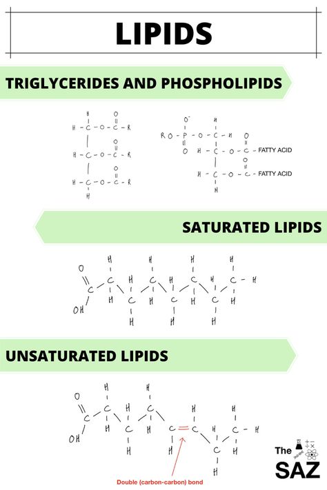 Lipids Notes Biology, Lipids Structure, Biomolecules Notes, Biology Help, Biomolecules Notes Biology Class 11, Lipids Biochemistry Notes, Alevel Biology, A Level Biology Lipids, Phospholipid Bilayer