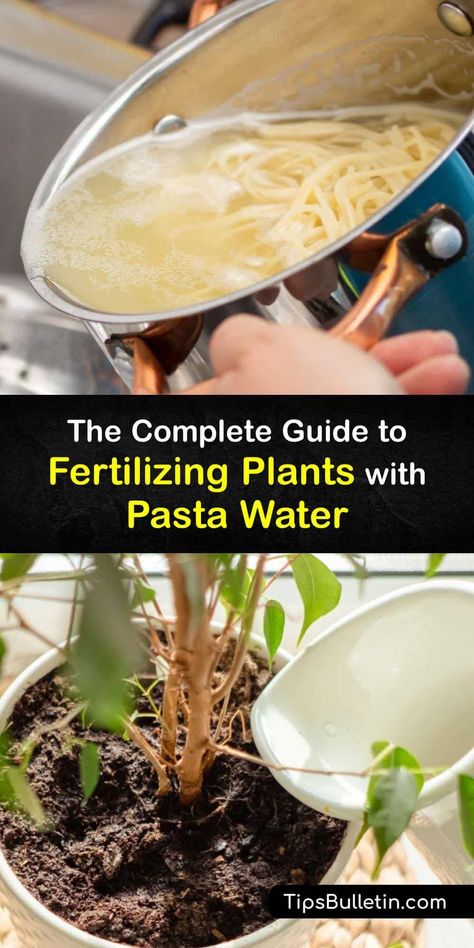 Although cloudy pasta cooking water doesn't seem to hold any value once you remove the pasta, it can benefit your garden. The starchy water from boiling noodles contains many nutrients that plants thrive on and even benefits microorganisms in the garden soil. #pasta #water #plants #fertilize Pasta Water For Plants, Pasta Water Uses, Potassium Water For Plants, Fish Fertilizer For Plants, Homemade Fertilizer For Plants, Fertilizing Plants, Ways To Water Plants While On Vacation, Nutrients For Plants, Plants That Don’t Need Much Water