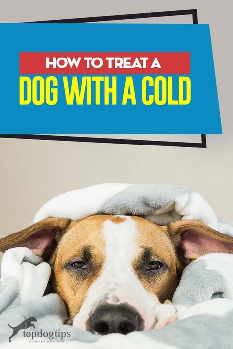 Dog Meds Over The Counter, Dog Cold Remedies, Sick Dog Remedies, Dog Coughing, Dog Illnesses, Meds For Dogs, Dog Cold, Dog Remedies, Training Dogs