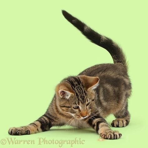 References Animals, Playful Cats, Cat References, Cat Attack, Cat Anatomy, Cat Reference, Tabby Kitten, Cat Pose, Cat Photography