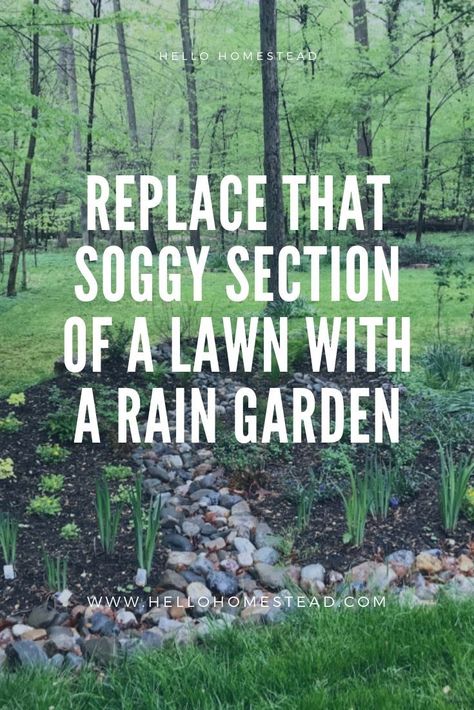 Rain Garden For Drainage, Dry Creek Plants, Large Garden Containers, Dry Creek Garden, Rain Garden Design Landscaping, Wetlands Garden Landscape, New Yard Ideas, Permaculture, Dry Creek Bed For Drainage Rain Garden