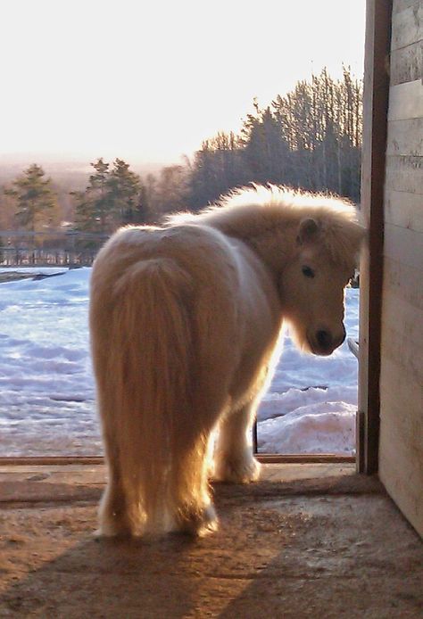 Chubby little pony! He is so fuzzy and cute! Miniature Ponies, Cute Ponies, Shetland Pony, Mini Horse, Baby Horses, Miniature Horse, Cute Horses, Pretty Horses, Horse Pictures