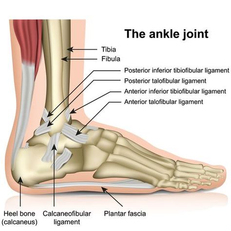 The ankle joint, tendons of the ankle joint foot anatomy vector illustration Ankle Anatomy, Joints Anatomy, Knee Bones, Foot Anatomy, Anatomy Bones, Ankle Mobility, Ankle Pain, Muscle Anatomy, Human Anatomy And Physiology