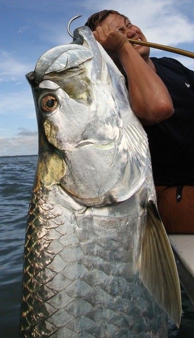 Fish Mural, Tarpon Fish, Coastal Boutique, Fish Reference, Fish Photos, Tarpon Fishing, Wildlife Biologist, Fish Species, All Fish