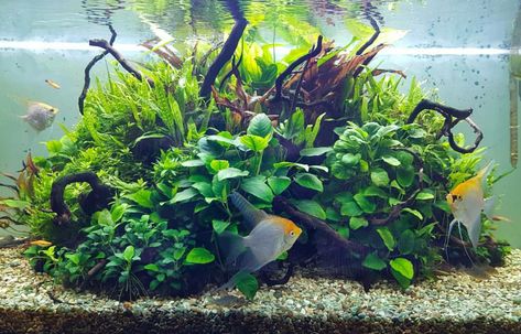 Island aquascape with anubias and java fern, plus some beautiful angelfish - posted by @green_art_moscow on Instagram Java Fern Aquascape, Anubias Aquascape, Island Aquascape, Angelfish Aquarium, Aquascape Inspiration, Plant Tank, Java Fern, Aquascaping Ideas, Fish Aquarium Decorations