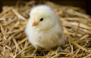 Hatching Chickens, Baby Chicks Raising, Best Egg Laying Chickens, Raising Chicks, Egg Laying Chickens, Backyard Poultry, Keeping Chickens, Baby Chickens, Chicken Breeds